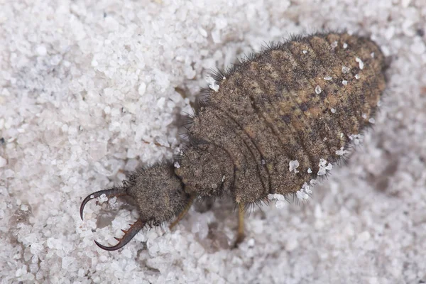 Larva Předků Písku Closeup — Stock fotografie