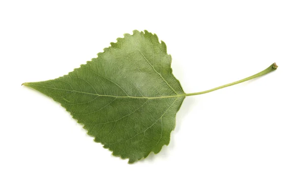 Blad Svart Poppel Isolerad Vit Bakgrund — Stockfoto