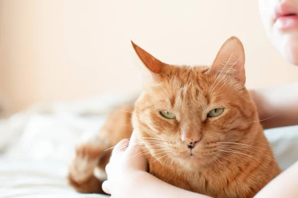 Yeşil gözlü kırmızı kedi parlak bir arka planda yatıyor, çocuğun elleri kediye sarılıyor..
