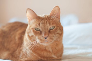 Yeşil gözlü kırmızı kedi parlak bir arka planda yatıyor, çocuğun elleri kediye sarılıyor..