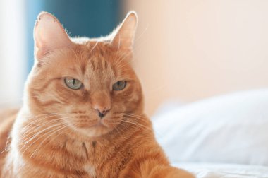 Yeşil gözlü kırmızı kedi parlak bir arka planda yatıyor, çocuğun elleri kediye sarılıyor..