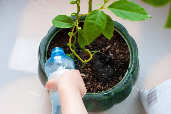 the child helps to care for indoor plants, the child sprays indoor plants, helps the child around the house, the children take care of plants.