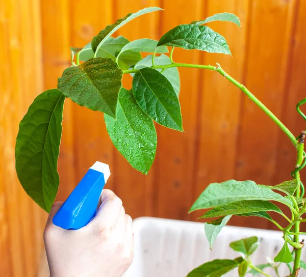 the child helps to care for indoor plants, the child sprays indoor plants, helps the child around the house, the children take care of plants.