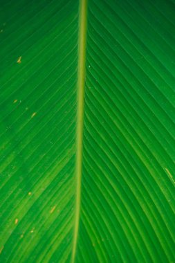 Yeşil tropikal yaprakları yakın yukarı. Desen, doku, arka plan