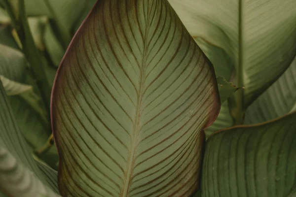 Yeşil tropikal yaprakları yakın yukarı. Desen, doku, arka plan