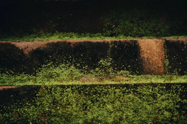 Стара червона цегляна стіна, вирощена з травою і мохом — стокове фото