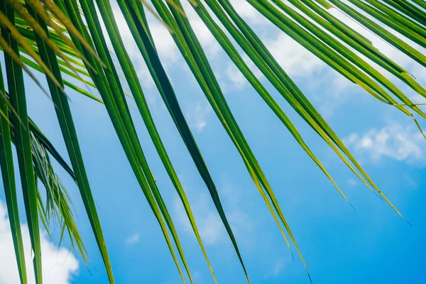 Closeup of coconut palm leaves with fresh color of blue sky background — Stock Photo, Image