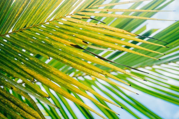 mavi gökyüzü arka plan taze renk ile Hindistan cevizi palmiye yaprakları closeup