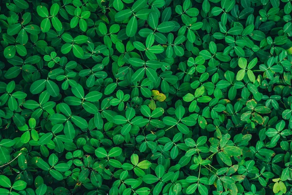 doğal ve yaz arka plan taze yeşil yaprakları