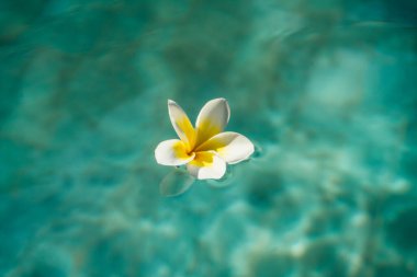 Plumeria, franjipani flower and blue water in swimming pool clipart