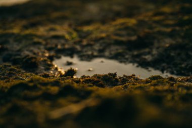 Deniz kenarındaki taşların üzerinde güzel yeşil yosun.