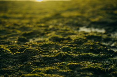 Deniz kenarındaki taşların üzerinde güzel yeşil yosun.