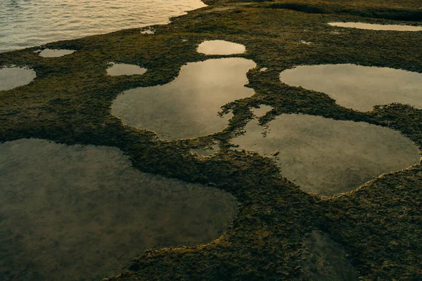 Красивий зелений мох на каменях біля моря — стокове фото