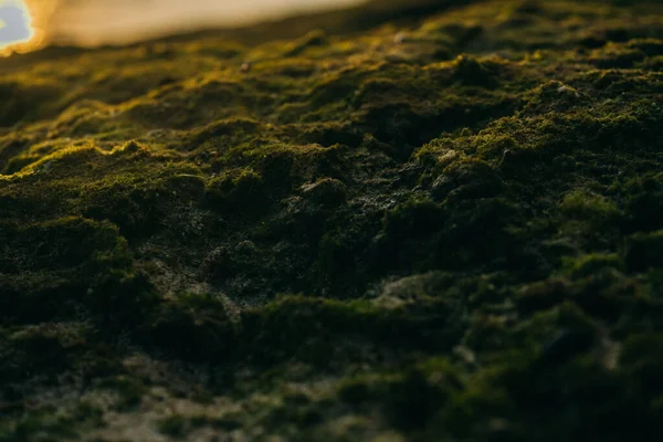 Deniz kenarındaki taşların üzerinde güzel yeşil yosun.