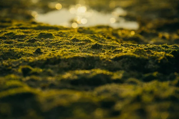 Beautiful green moss on stones near the sea