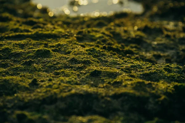 Beautiful green moss on stones near the sea