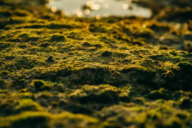 Deniz kenarındaki taşların üzerinde güzel yeşil yosun.