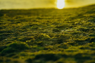 Deniz kenarındaki taşların üzerinde güzel yeşil yosun.