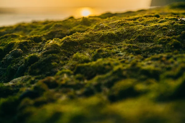 Зеленый мрамор на камнях у моря на фоне заката — стоковое фото