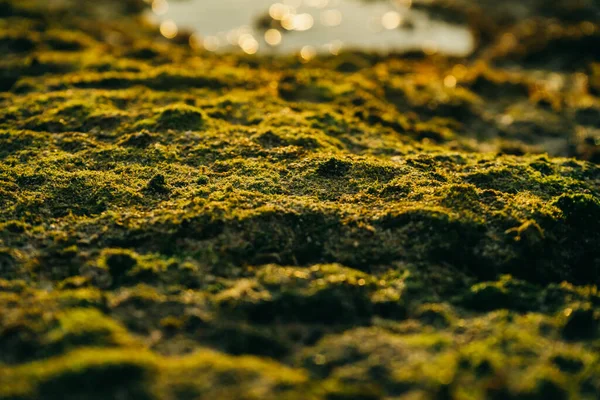 Beautiful green moss on stones near the sea