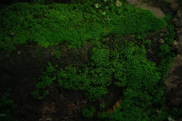 Фонова текстура красивого зеленого моху на камені — стокове фото