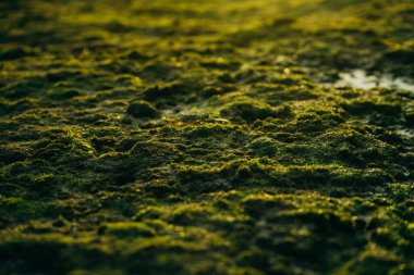 Deniz kenarındaki taşların üzerindeki güzel yeşil yosun, günbatımı arka planında.