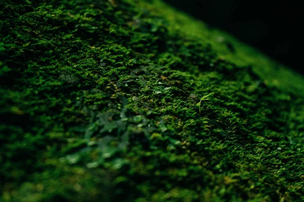 Текстура зеленого мха и листьев на каменном фоне — стоковое фото