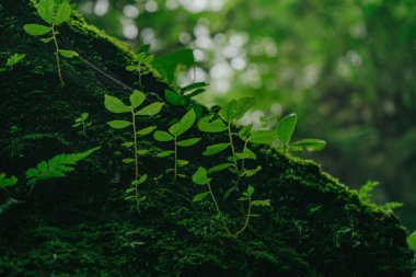 Yeşil yosun dokusu ve taş arkaplanda yapraklar