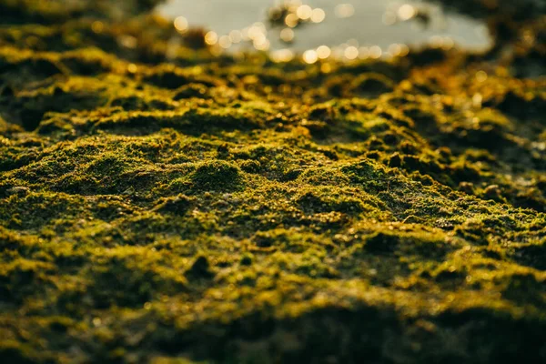 Piękny zielony mech na kamieniach w pobliżu morza z zachodem słońca tle — Zdjęcie stockowe