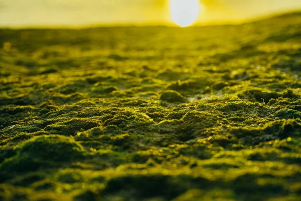 美丽的绿色苔藓落在海边的石头上，背景是夕阳西下 — 图库照片