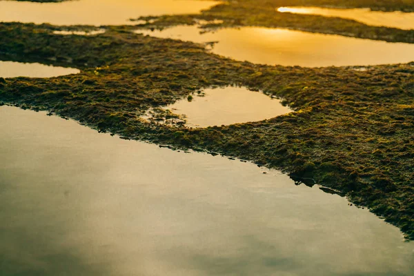 Прекрасний зелений мох на каменях біля моря з фоном заходу сонця — стокове фото