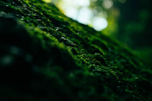 Texture de mousse verte et de feuilles sur fond de pierre — Photo