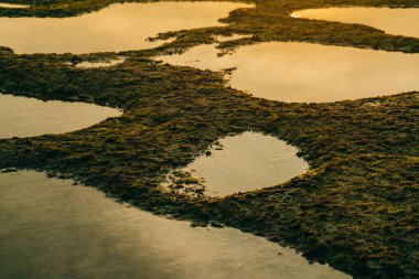 Deniz kenarındaki taşların üzerindeki güzel yeşil yosun, günbatımı arka planında.