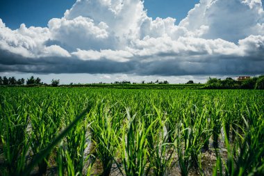 Pirinç tarlaları üzerinde manzara bulutlu gökyüzü