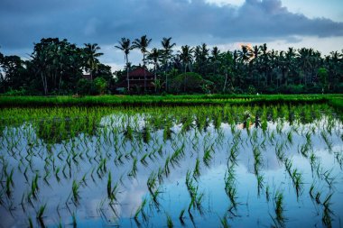 Pirinç tarlaları üzerinde manzara bulutlu gökyüzü