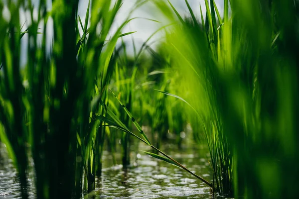 Primer plano del arrozal verde joven — Foto de Stock