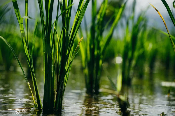 Primo piano della giovane risaia verde — Foto Stock