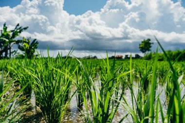 Pirinç tarlaları üzerinde manzara bulutlu gökyüzü