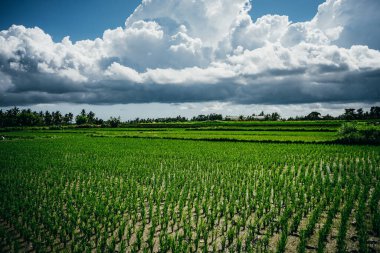 Pirinç tarlaları üzerinde manzara bulutlu gökyüzü