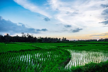 Gün batımında pirinç tarlalarının terasları üzerinde manzara bulutlu.