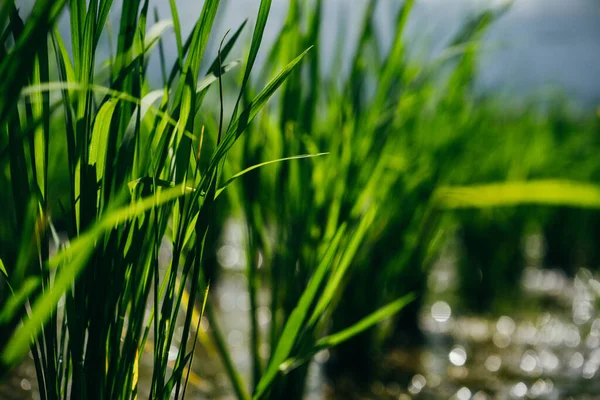 Fechar o campo de arroz verde jovem paddy — Fotografia de Stock