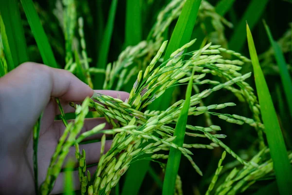 Yeşil pirinç tutarken insan elinin yakınına gel.