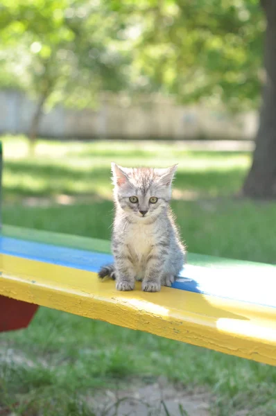 Küçük Sevimli Kedi Yavrusu Bankta Oturuyor — Stok fotoğraf