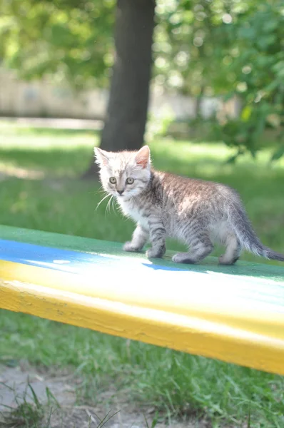 Bankta Yürüyen Sevimli Bir Kedi Yavrusu — Stok fotoğraf