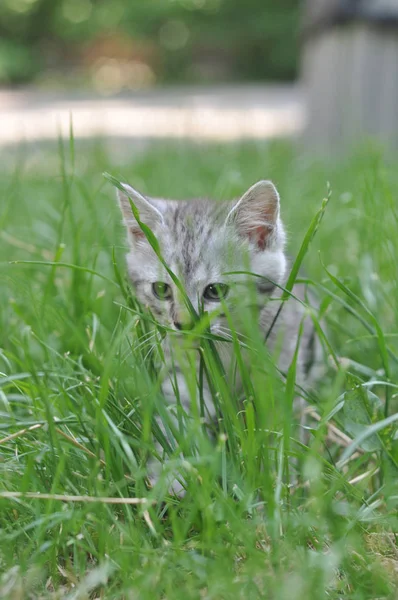 Küçük Şirin Kedi Yavrusu Yeşil Çimlerde Oturuyor — Stok fotoğraf