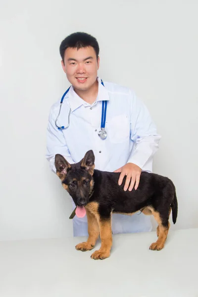 Jeune Vétérinaire Asiatique Manteau Blanc Avec Stéthoscope Sur Cou Examine — Photo