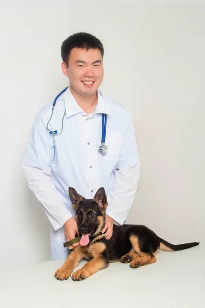Jeune Vétérinaire Asiatique Manteau Blanc Avec Stéthoscope Sur Cou Examine — Photo