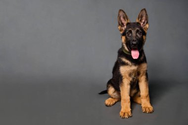 Alman çoban köpeği gri arka planda stüdyoda..