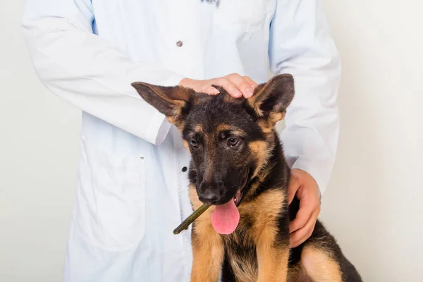 Cachorro Pastor Alemán Examen Veterinario Clínica Está Sentado Mesa Manos —  Fotos de Stock