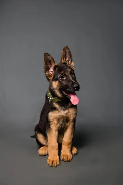 Duitse Herder Puppy Studio Een Grijze Achtergrond — Stockfoto